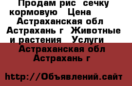 Продам рис, сечку кормовую › Цена ­ 300 - Астраханская обл., Астрахань г. Животные и растения » Услуги   . Астраханская обл.,Астрахань г.